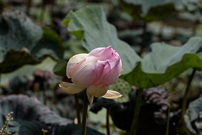 66-Prasat Nang Ram-032